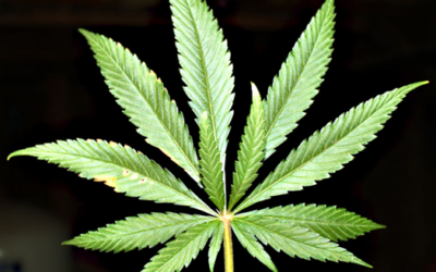 Cannabis Stocks Could See Higher Highs this Year