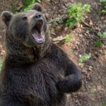 Trades For An Awakening Bear