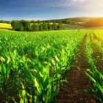 Implied Volatility in Agricultural Options
