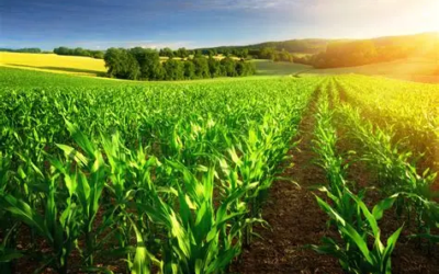 Implied Volatility in Agricultural Options