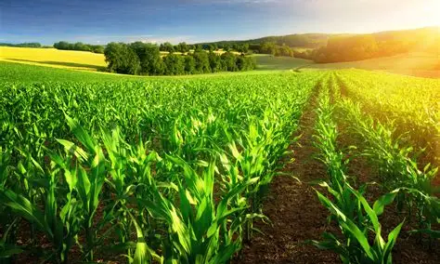 Implied Volatility in Agricultural Options