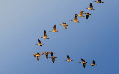 Where Is the Money Moving?