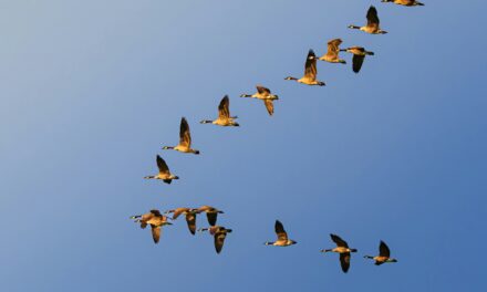 Where Is the Money Moving?