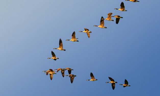 Where Is the Money Moving?