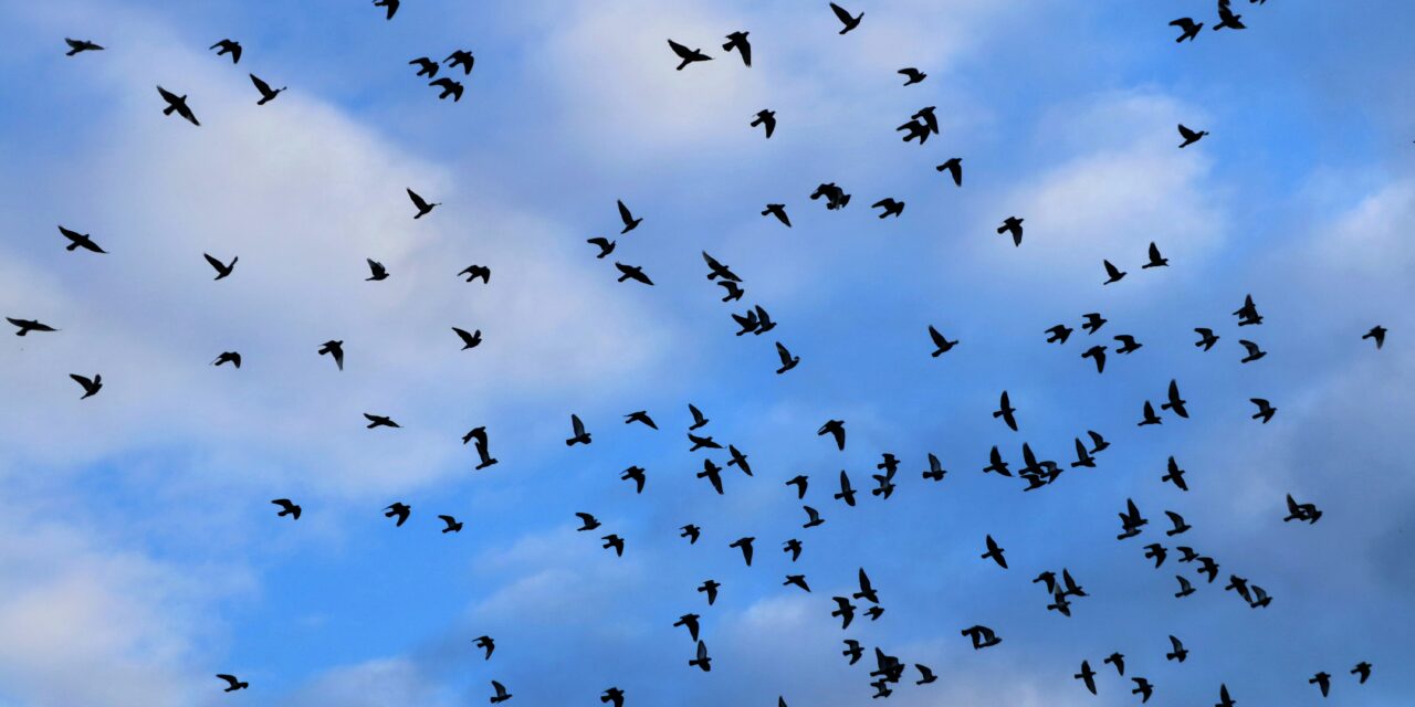 This Is What I Expect as Markets Scatter