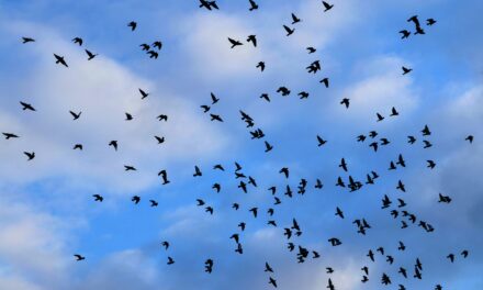 This Is What I Expect as Markets Scatter