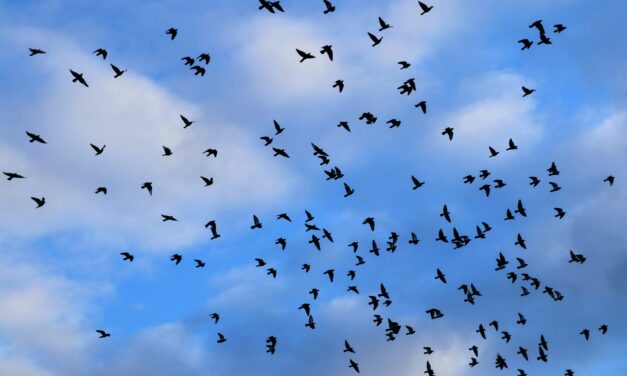 This Is What I Expect as Markets Scatter