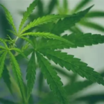 Six Ways to Trade the Cannabis Boom