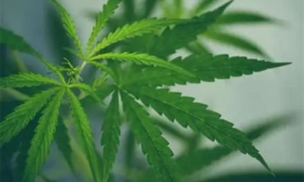 Six Ways to Trade the Cannabis Boom