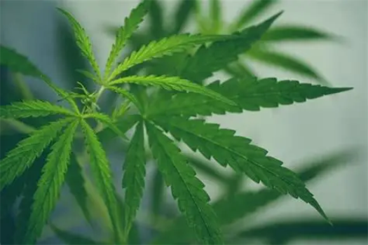 Six Ways to Trade the Cannabis Boom